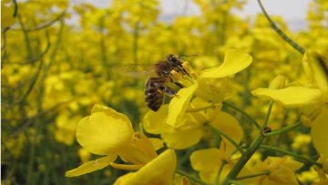 Abeille sur colza